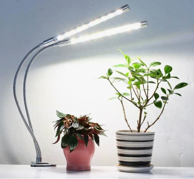 Сезонный уход за комнатными растениями в ноябре: ключевые задачи и советы