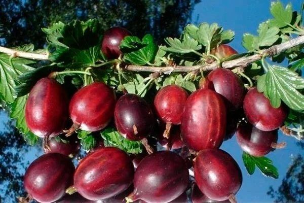 ��������� �������������: ������� ��������� �����������