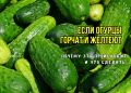 Почему огурцы горчат в жару: причины и советы по уходу