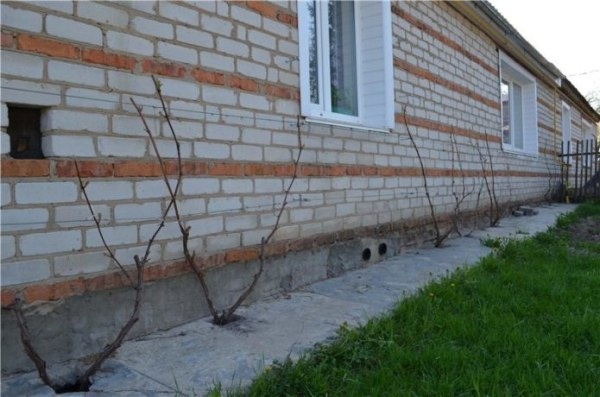 Виноград в Беларуси: как выбрать идеальный сорт для вашего сада