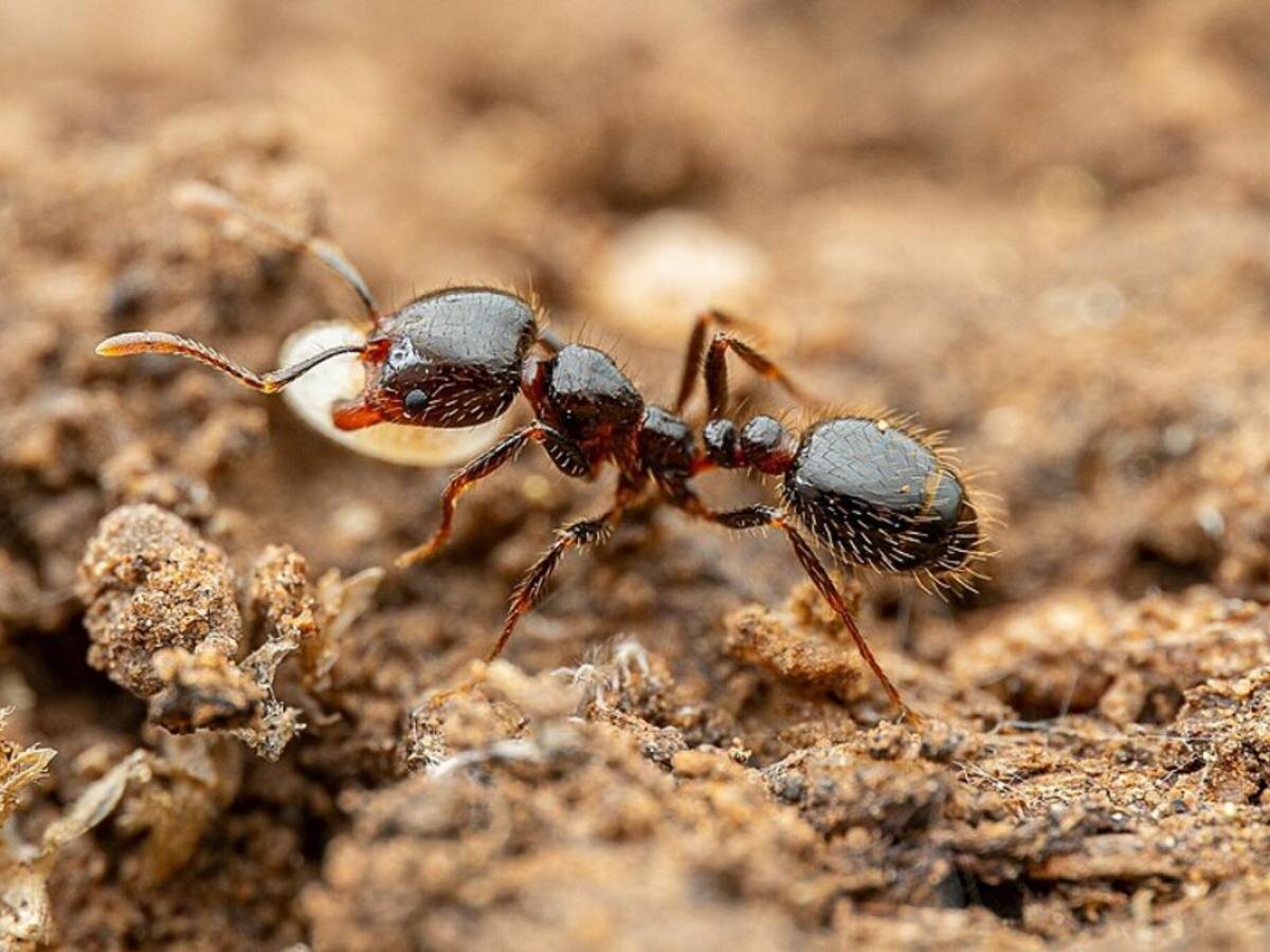 Как безопасно избавиться от муравьев в саду: натуральные методы борьбы