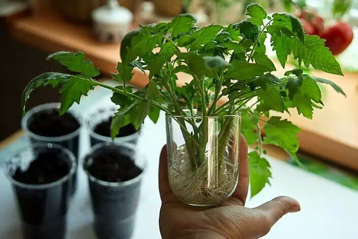 Почему рассада томатов желтеет и что с этим делать?