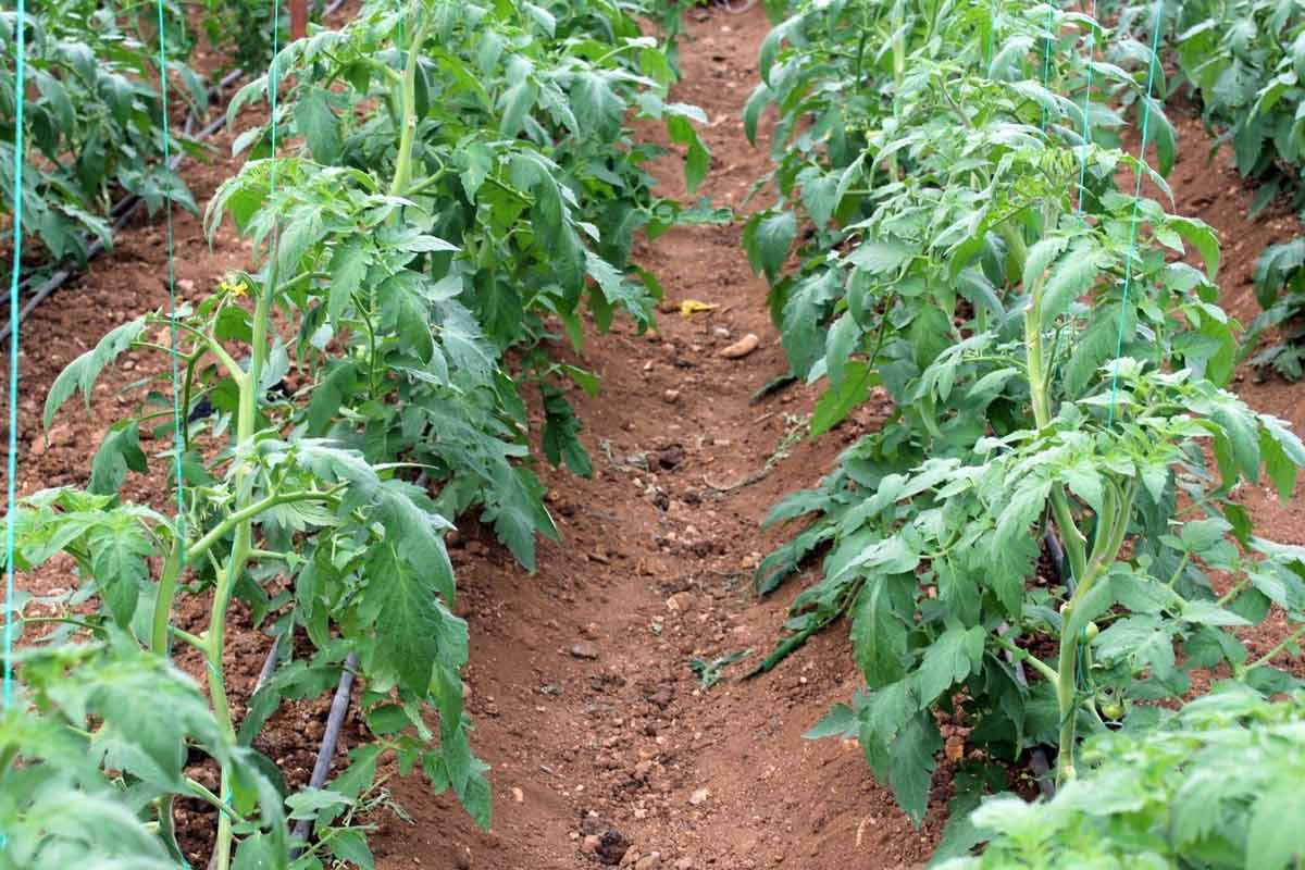 Июнь — ключ к успешному урожаю томатов