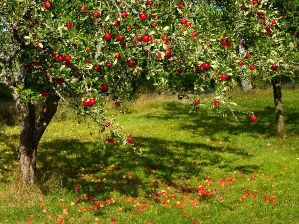 ��� ��������� ������ ������: ������� ������� ������� ���������������� �������