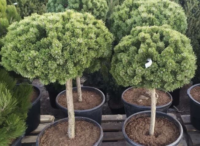 ���� �� ���������� ��������: ������� �������� � ������� ��������