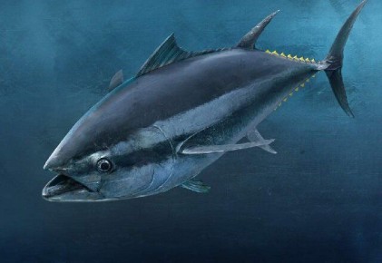 Как выбрать самую полезную рыбу: 7 видов на ваш стол