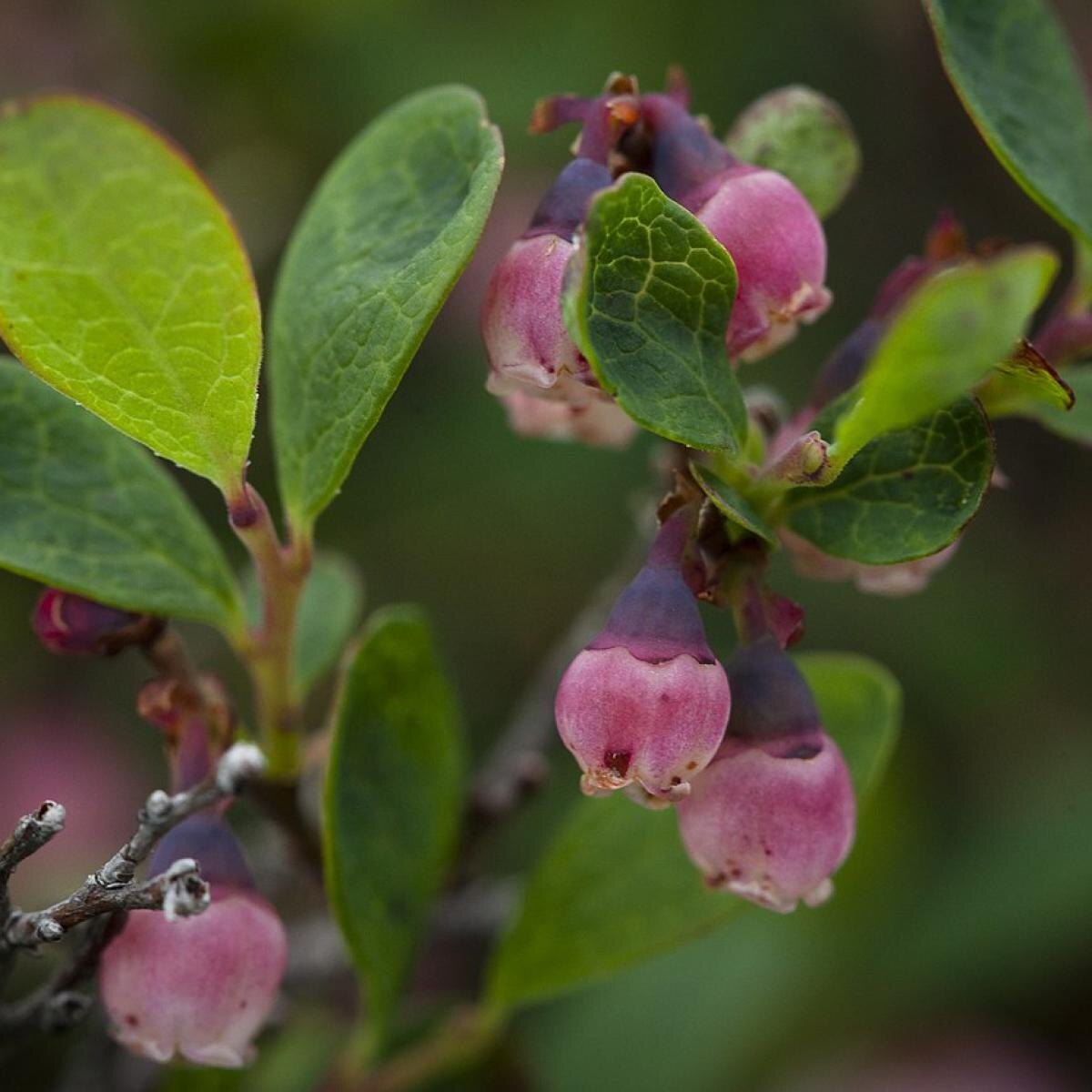 Как правильно ухаживать за голубикой зимой: советы для садоводов
