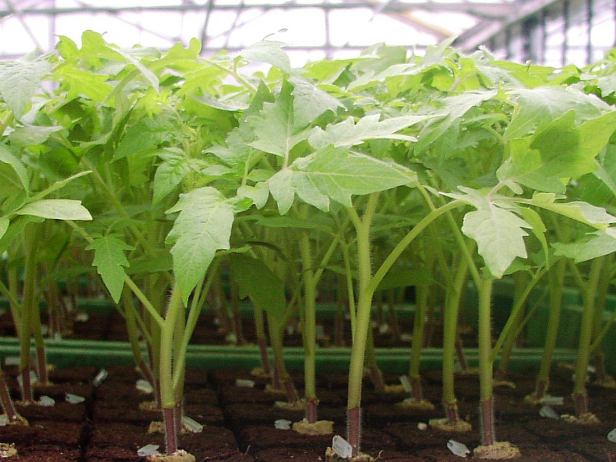 Как добиться крепкой рассады: простые секреты для успешного урожая