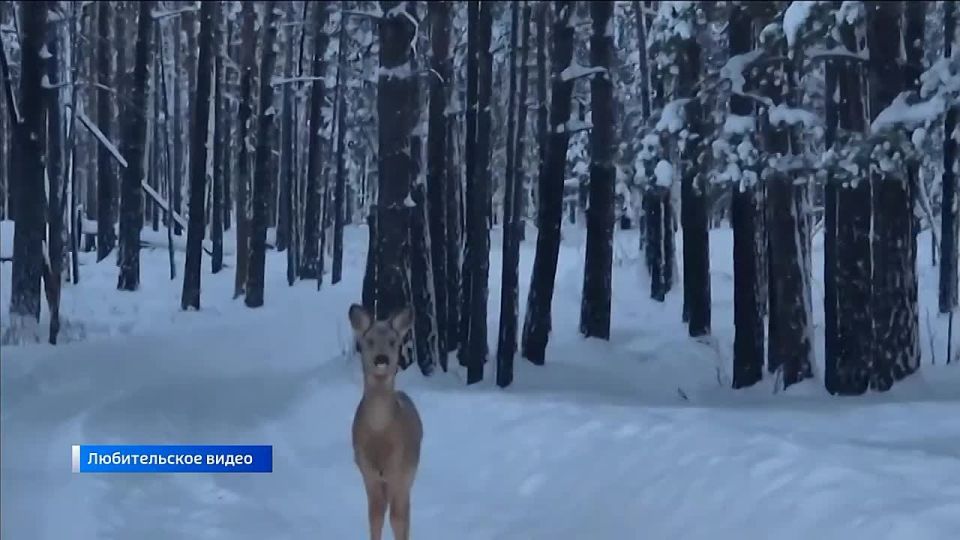 � �������� ����������� ������ ���� ����� ��������