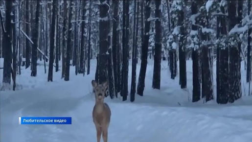 В Зауралье завершается зимний учёт диких животных