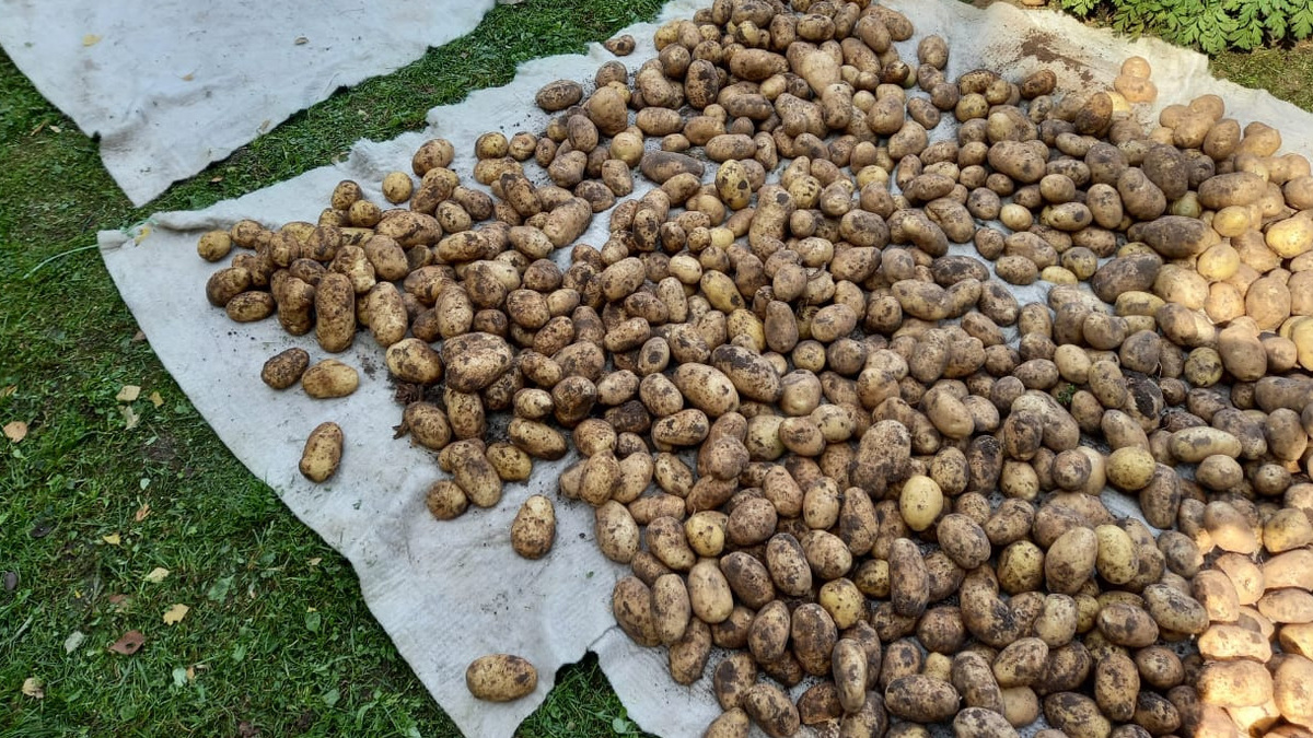 Как сидераты помогают выращивать идеальный картофель без навоза