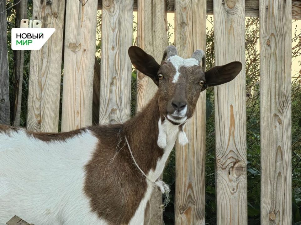 ���������������� ����� ������������� �������� ���������������� �������� � ��������