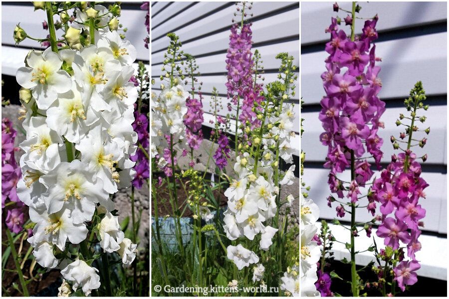 ����������� �������� ��� ������ ����: ��� ������� ����� ��� �������