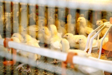 В Курганской области за январь 2026 года увеличилось поголовье птицы и свиней