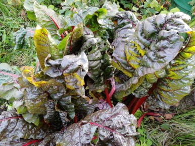 ������� ������ � �������� ���: ��� ������ ������� �� �������?