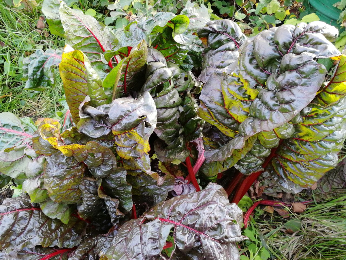 Садовые заботы в холодные дни: что успели сделать на участке?