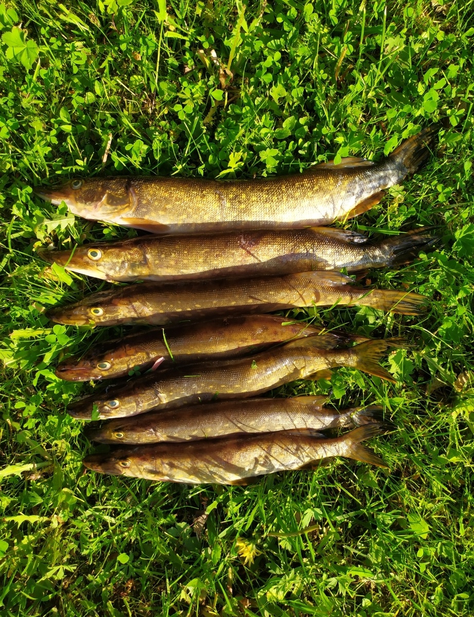 Погружение в кулинарное искусство: Мастер-класс по блюдам Петрова поста