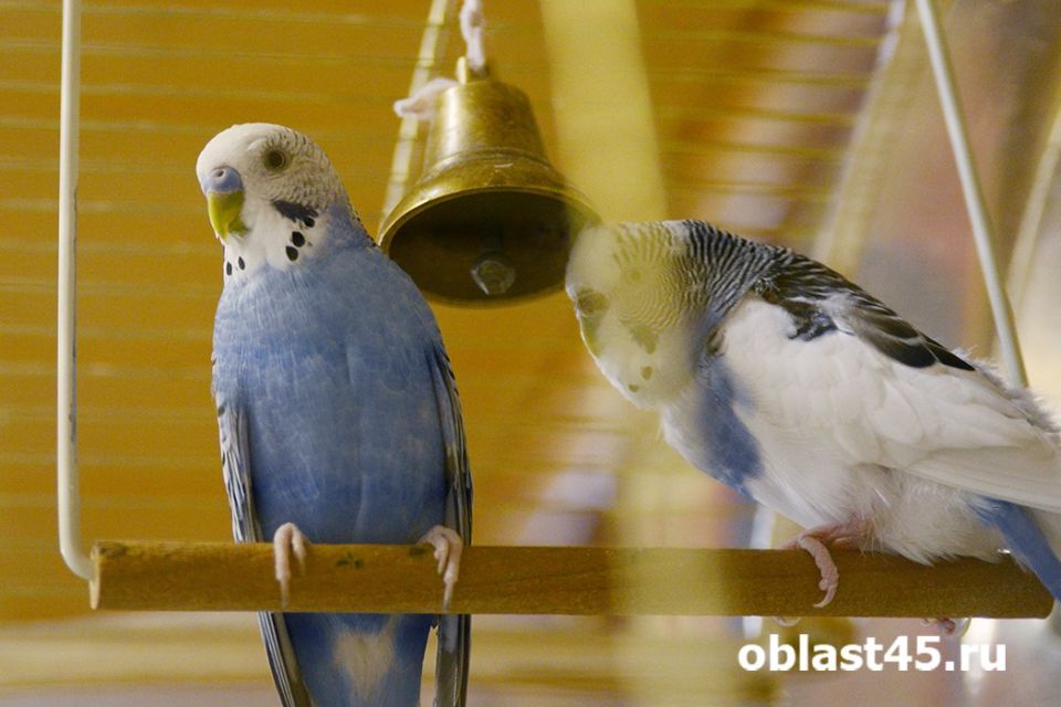 � ������� ������� �������� � ��������� ���������� �������