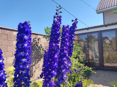 ����� �� �������� ������� �������� �������� � �����������?