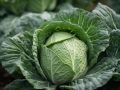 Как вырастить капусту без хлопот: секреты успешной посадки