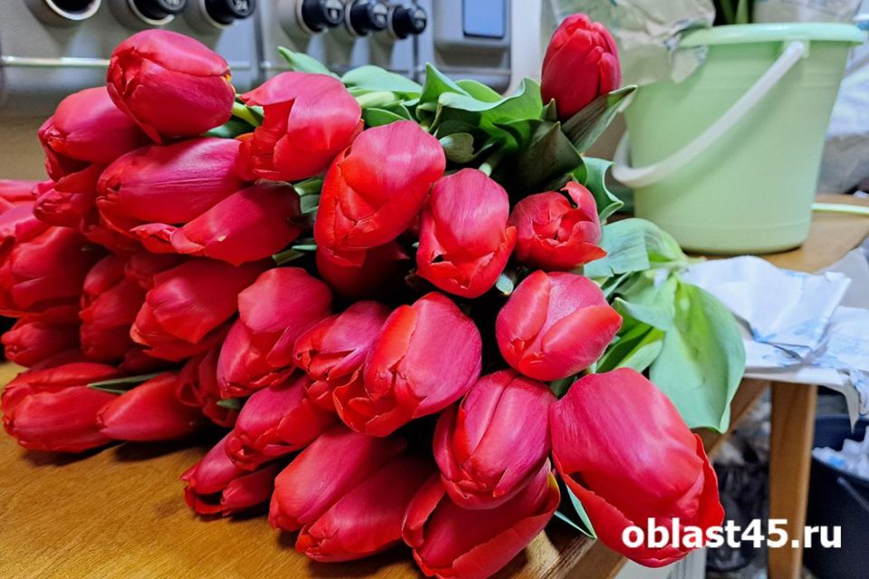 Под Челябинском выращивают 35 сортов тюльпанов