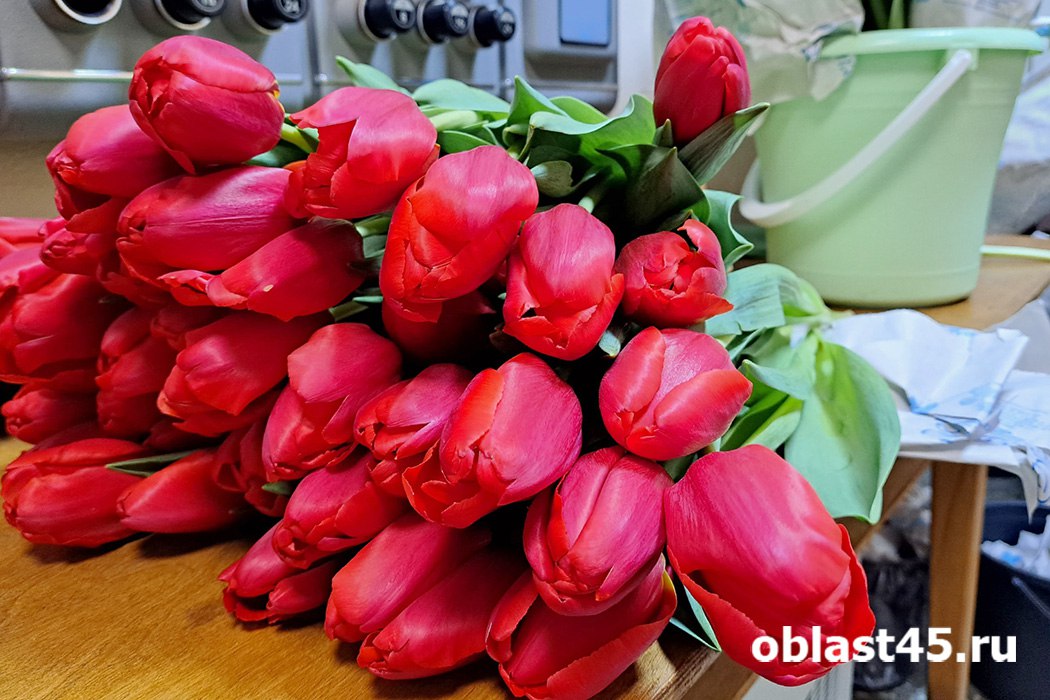 Под Челябинском выращивают 35 сортов тюльпанов
