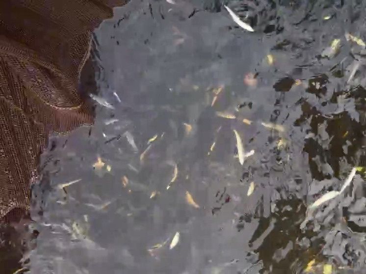 � ��������� ������ ���� ����������� 150 �������� ������� �������