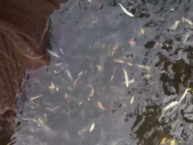 В Тазовском районе река пополнилась 150 тысячами мальков муксуна