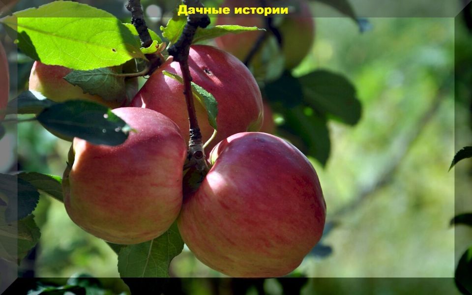 Как правильно удобрять участок и ухаживать за растениями: советы для садоводов