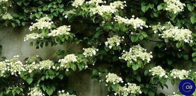 Лианы для волшебного декора вашего сада