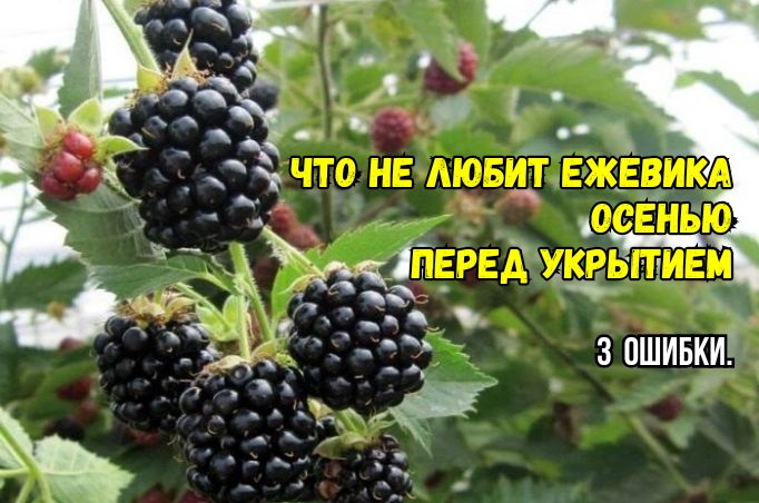 Осенний уход за ежевикой: три распространенные ошибки