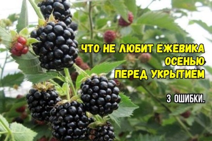 Осенний уход за ежевикой: три распространенные ошибки