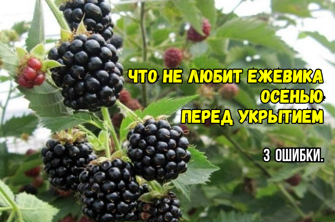 Осенний уход за ежевикой: три распространенные ошибки
