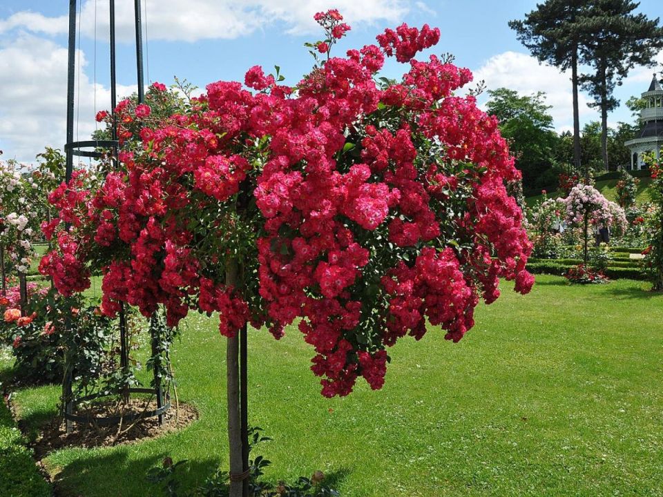 Яичная скорлупа: секреты удобрения для ваших роз