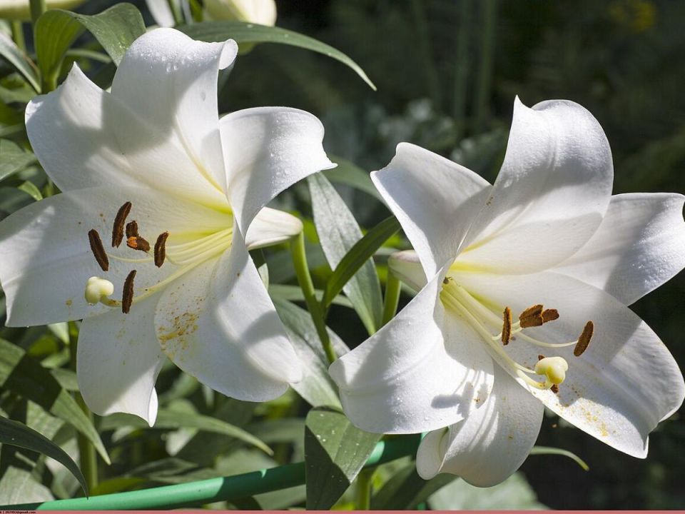 Ошибки ухода за мирной лилией, которые могут ей навредить