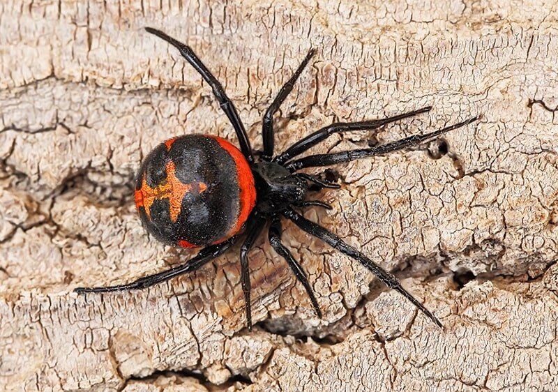 Опасные насекомые России: кого лучше избегать при встрече