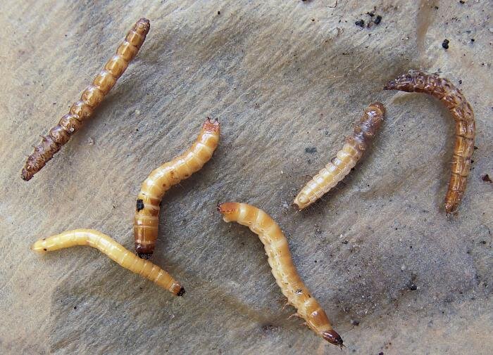 Народные средства против проволочников: спасение для огородников