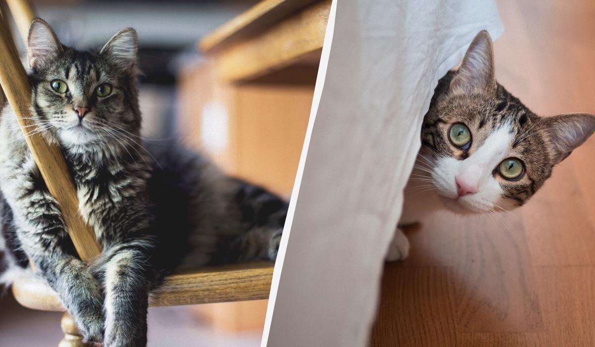 Как кошки справляются с одиночеством и что это значит для их здоровья