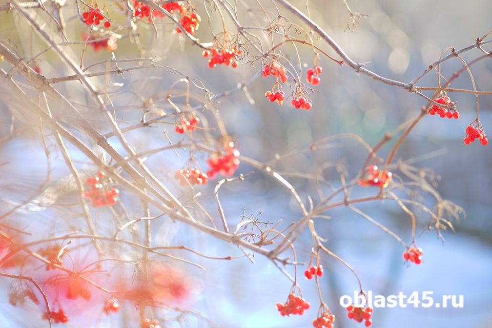 Сибирские морозы сменила оттепель: синоптики Кургана о прогнозе на март