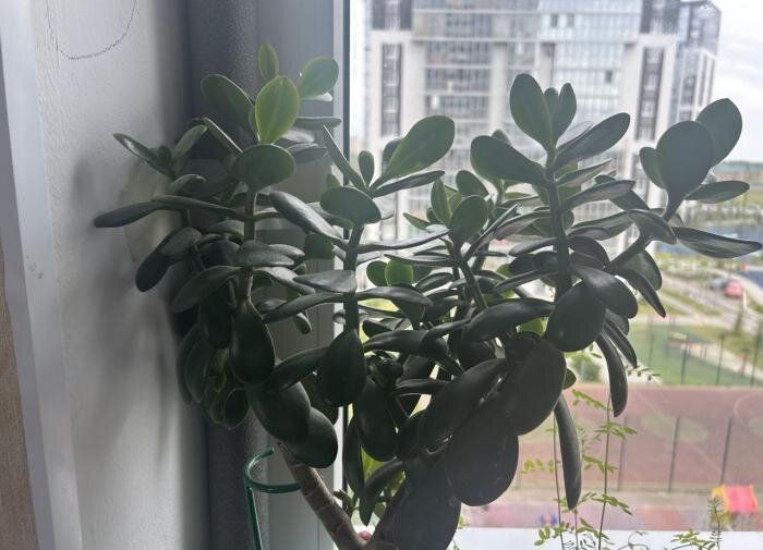 Как правильно выращивать толстянку с мощным стволом