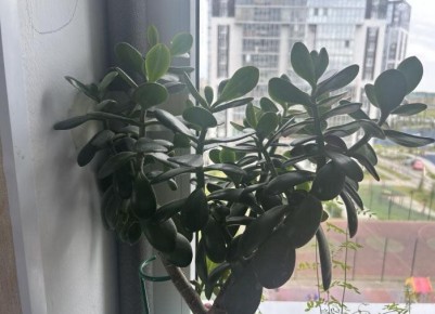 Как правильно выращивать толстянку с мощным стволом