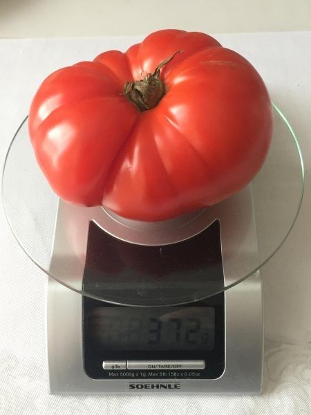 Коралловый риф: томаты с изысканным вкусом и впечатляющей урожайностью