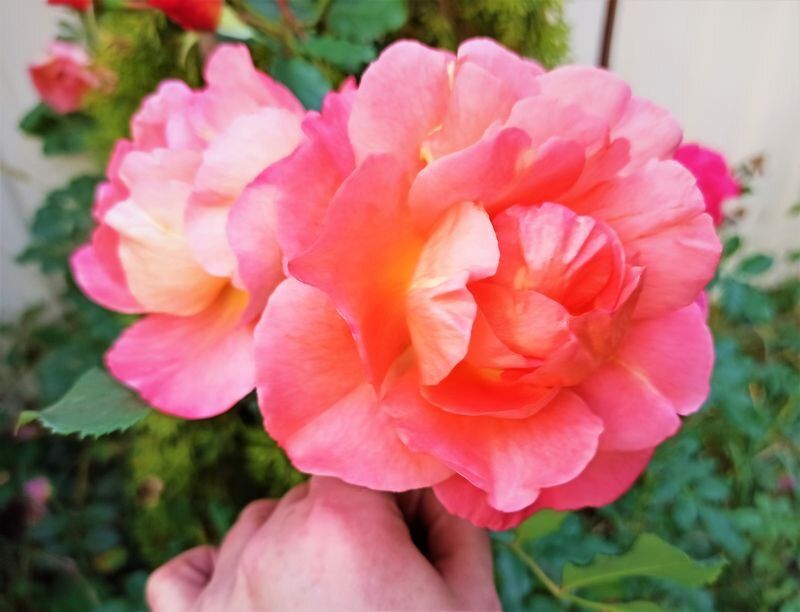 Необычный символ весны: Роза Вестерленд как настоящее украшение сада