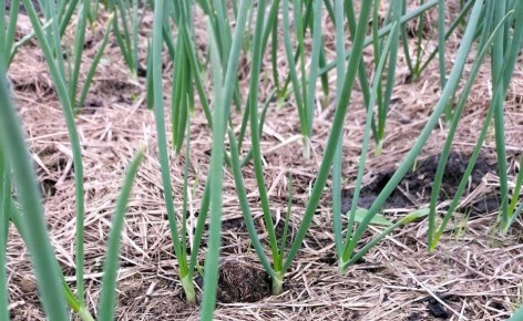 ��� ��������� ��� �����: ������� ������ ��� ��������� ������