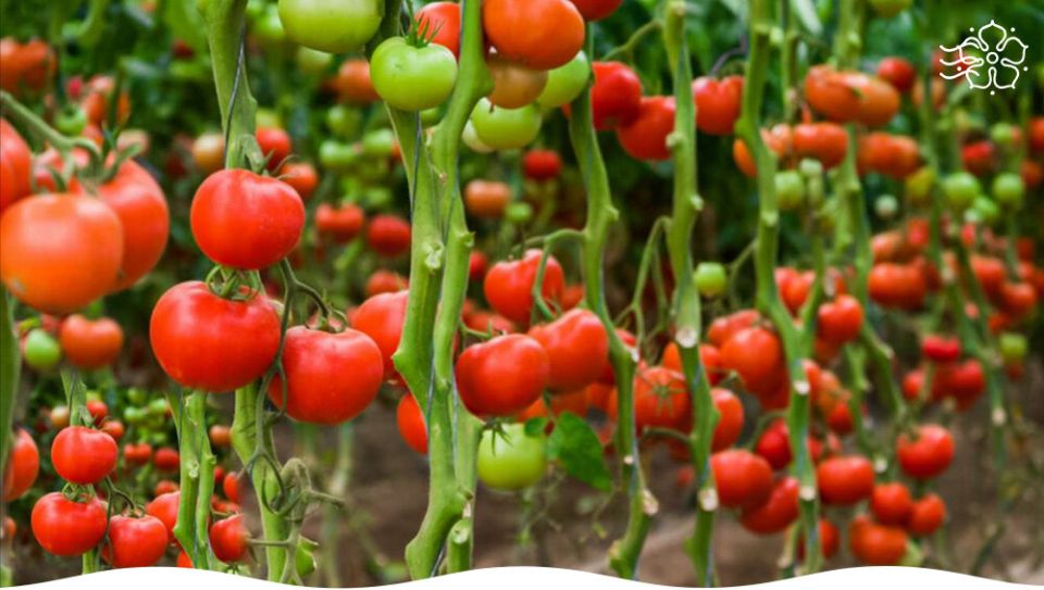 Пасмурная погода для дачников: сорта томатов, которым не страшно без пасынкования