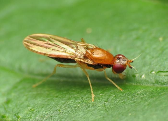 Эффективные растения для защиты от мух в вашем саду