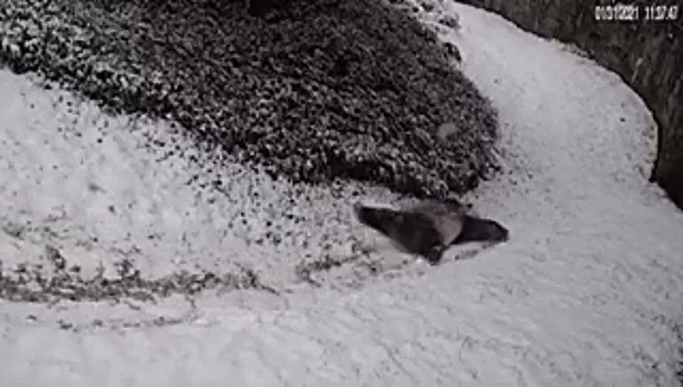 Весна не торопится: первая неделя марта в Курганской области будет снежной