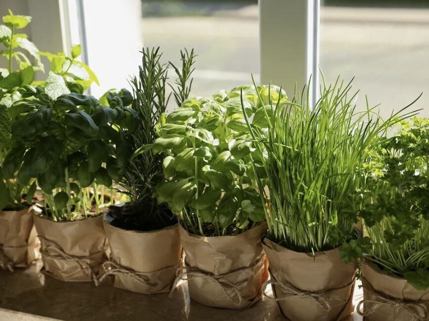 Как создать уютный зимний мини-огород на подоконнике в октябре