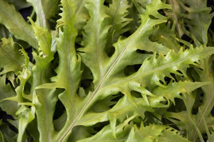 Листовые салаты: зачем они должны стать частью вашего рациона