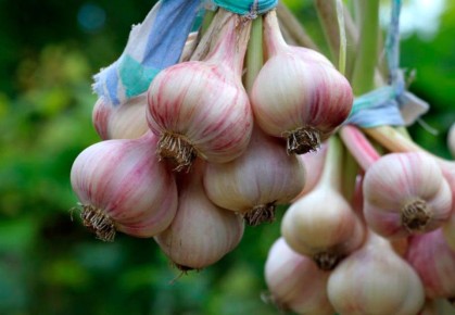 ������ ��� ������ ����� ������: ������� ������ ������